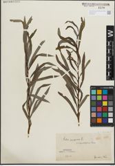 Foto von Salix purpurea L.